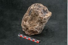 Foto (Seitenansicht) von Plantae indet.  (NHMW-GEO-2024-0188-11592)